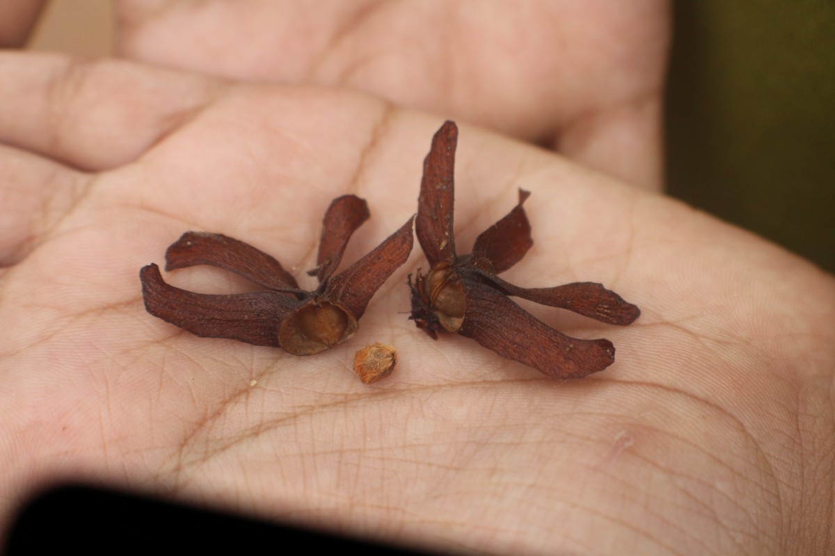 Berrya cordifolia (Willd.) Burret